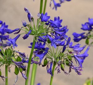 Vastgelegde rozen tegen een zachte, natuurlijke en artistieke achtergrond.