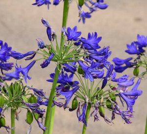 Vastgelegde rozen tegen een zachte, natuurlijke en artistieke achtergrond.