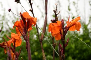 Vastgelegde rozen tegen een zachte, natuurlijke en artistieke achtergrond.