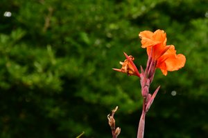 Vastgelegde rozen tegen een zachte, natuurlijke en artistieke achtergrond.