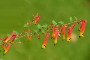 Vastgelegde rozen tegen een zachte, natuurlijke en artistieke achtergrond.
