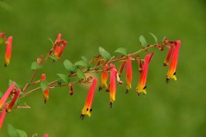 Vastgelegde rozen tegen een zachte, natuurlijke en artistieke achtergrond.