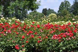 Olieverfschilderijen in bloementhema door Albert Mansour