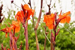 Olieverfschilderijen in bloementhema door Albert Mansour