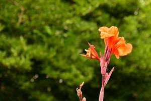 Bloemstukken in olieverfstijl door Albert Mansour