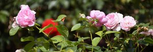 Olieverfschilderijen in bloementhema door Albert Mansour