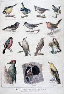 Nuttige vogels in de landbouw, 1896