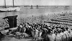 Hoeveelheden kabeljauw die in de zon drogen in Aveiro bij de monding van de Vouga, Portugal, c1930s