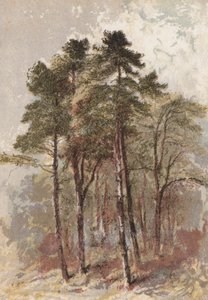 Groep dennenbomen door Aaron Edwin Penley