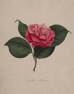 Iconografie van het geslacht camellia: Nr. 171 door Abbé Laurent Berlèse