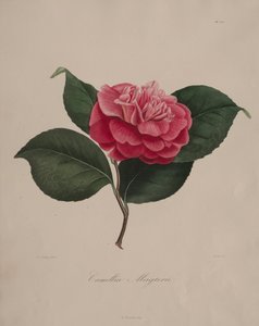 Iconographie du genre camellia: No. 171, 1839-1843 door Abbé Laurent Berlèse