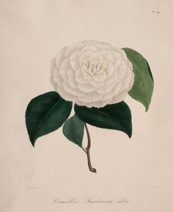 Iconografie van het geslacht camellia: Nr. 194 door Abbé Laurent Berlèse