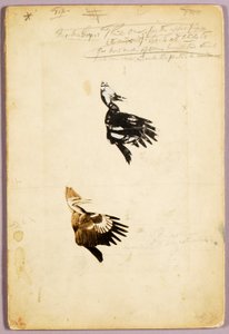 2 Rush stencils, studiemap voor boek Concealing Coloration in the Animal Kingdom door Abbott Handerson Thayer