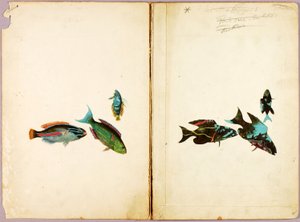 VISSEN, studiemap voor het boek Concealing Coloration in the Animal Kingdom door Abbott Handerson Thayer