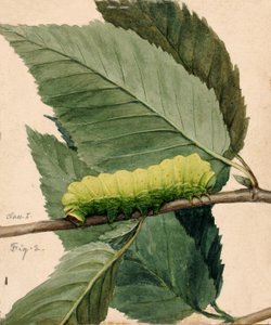 Lunaire Rups, studie voor boek Concealing Coloration in the Animal Kingdom