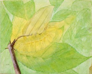 Lunaire Rups, studie voor boek Concealing Coloration in the Animal Kingdom