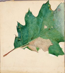 Oligocentra Lignicolor, Walker, studie voor boek Concealing Coloration in the Animal Kingdom door Abbott Handerson Thayer