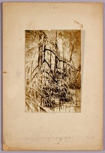 Foto van moeras, studiemap voor boek Concealing Coloration in the Animal Kingdom door Abbott Handerson Thayer