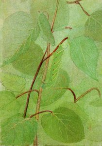 Sphinx rups, studie voor boek Concealing Coloration in the Animal Kingdom, n.d.