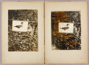 Stencil eenden, studiemap voor boek Concealing Coloration in the Animal Kingdom door Abbott Handerson Thayer