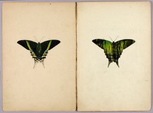 Urania-mot, studiemap voor het boek "Beschermende kleuring in het dierenrijk" door Abbott Handerson Thayer