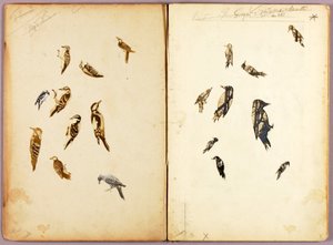Specht, studiemap voor het boek Camouflerende kleuring in het dierenrijk door Abbott Handerson Thayer