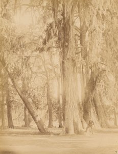 Mexico. Bos van Chapultepec, Bij van Mexico door Abel Briquet