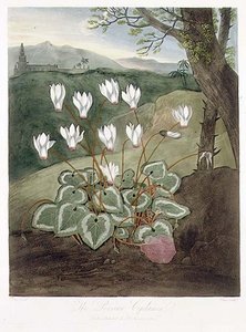 De Perzische Cyclamen, gegraveerd door Elmes, uit 