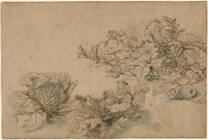 Onderzoek naar een mergplant en koolsoorten door Abraham Bloemaert