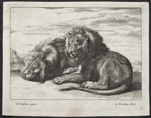 Verschillende Leeuwen door Abraham Blooteling