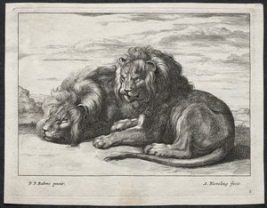 Verschillende Leeuwen door Abraham Blooteling