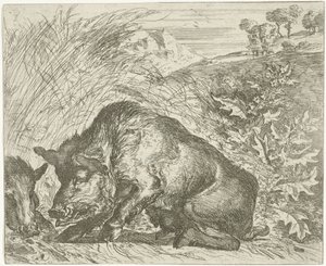 Wild zwijn