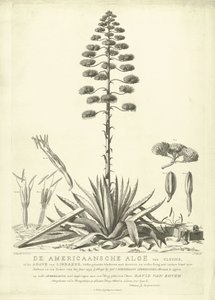 Bloeiende Amerikaanse Aloë, 1757