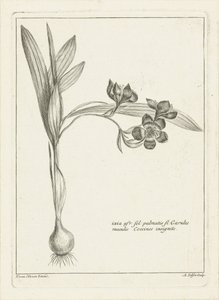 Ixia