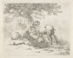 Schapen en een bok