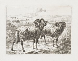Twee rammen
