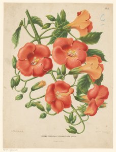 Bignonia door Abraham Jacobus Wendel