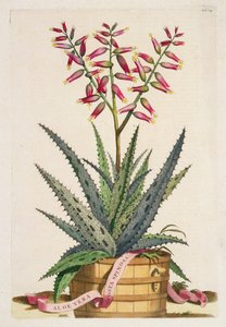 Aloe Vera Costa Spinosa, uit 