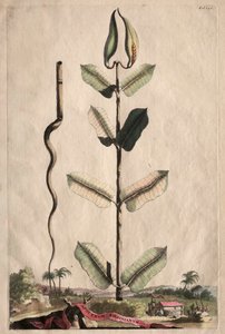 Phytographia Curiosa: Apocynum Virginianum door Abraham Munting