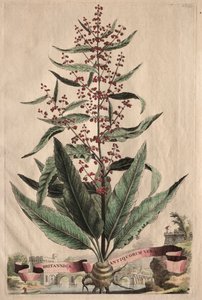 Phytographia Curiosa: Britannica Antiquorum Vera door Abraham Munting
