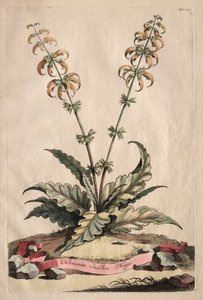 Phytographia Curiosa: Horminum Indicum Majus door Abraham Munting