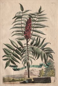 Phytographia Curiosa: Snoekkruid