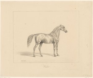 Arabische hengst
