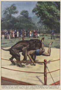In de dierentuin van Los Angeles, Amerika, was er groot succes met een wedstrijd tussen een leeuw... door Achille Beltrame