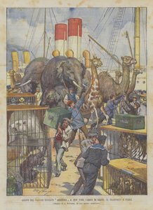 Aankomst Van De Duitse Stoomboot Abissinia In New York Beladen Met Wilde Dieren, Het Transport Naar De Kust