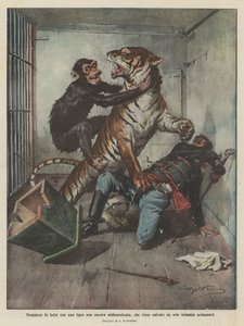 Temmer in gevecht met een nog niet getemde tijger, gered door een chimpansee