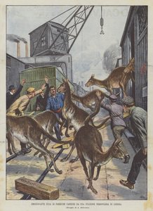 Spannende ontsnapping van verschillende kangoeroes van een treinstation in Londen