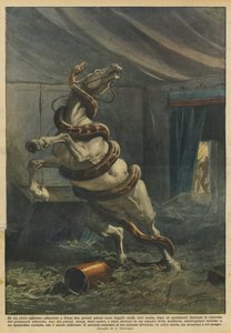 In een circus in Luik zijn na de voorstelling twee grote pythons uit hun kist ontsnapt