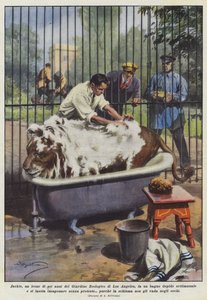 Jackie, een zesjarige leeuw van de dierentuin van Los Angeles, neemt een warm bad door Achille Beltrame
