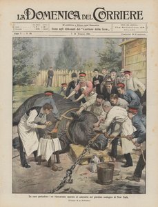 Gevaarlijke behandelingen, een neushoorn geopereerd aan staar in de dierentuin van New York door Achille Beltrame